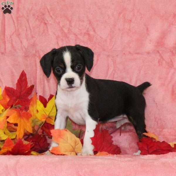 Daffodil, Boston Terrier Mix Puppy